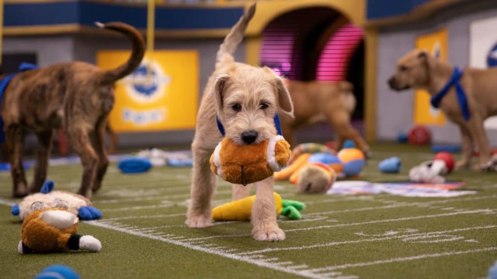 Puppy Bowl 2020 Live Streaming Reddit Free online
