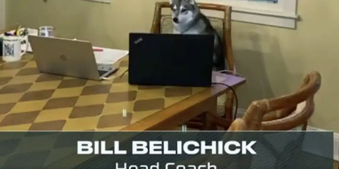 Bill Belichick Dog NFL Draft moments